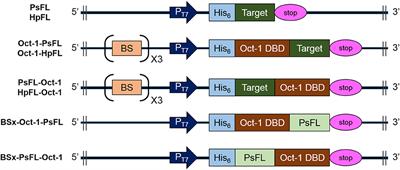 Plasmid Display for Stabilization of Enzymes Inside the Cell to Improve Whole-Cell Biotransformation Efficiency